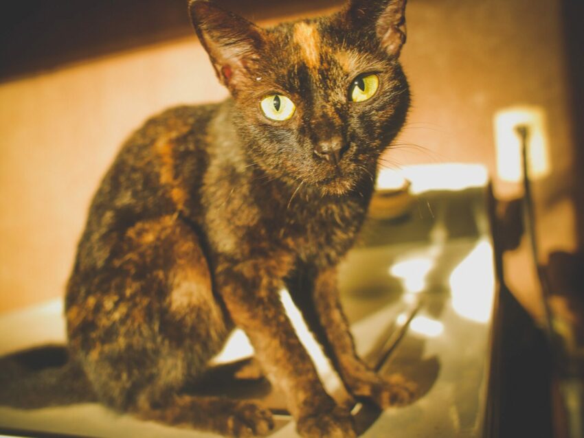 cat black