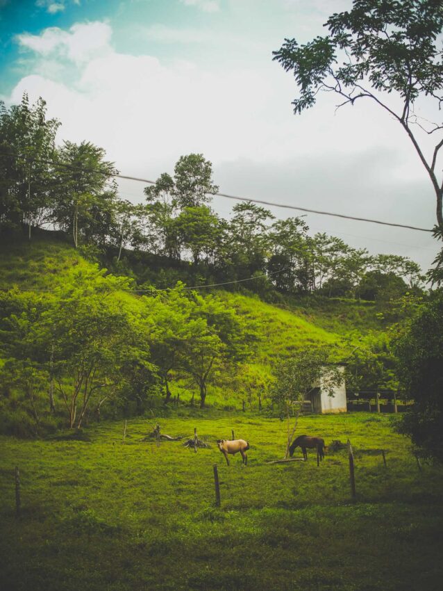 horses costa rica