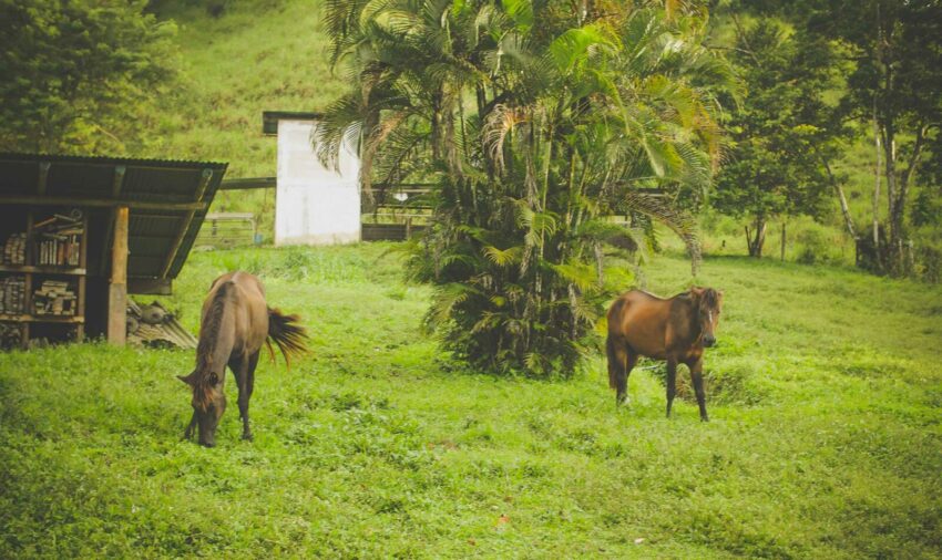 horses brett's ark