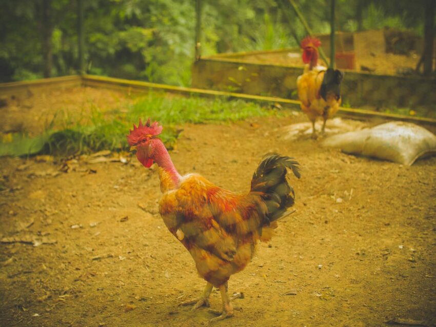 chickens in costa rica
